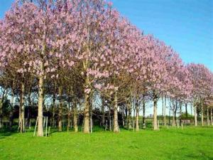 الباولونيا شجرة تثمر بيئيًا، اقتصاديًا وجماليًا