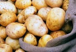 مزارعو عكار يطالبون بتطبيق الروزنامة الزراعية: أنقذوا الحمضيات واحموا البطاطا من المنافسة غير الشرعية
