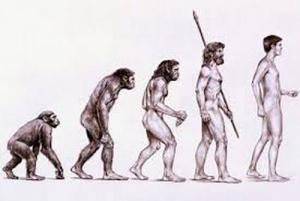 Sapiens, un singe pas comme les autres