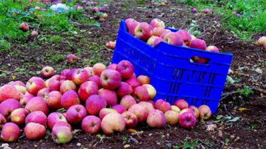 بحثًا عن أسواق للتفاح