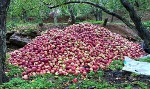 كرم شهيّب مسؤول عن أزمة التفاح