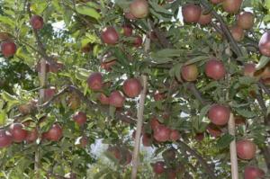 التفاح اللبناني ممنوع في الإمارات!