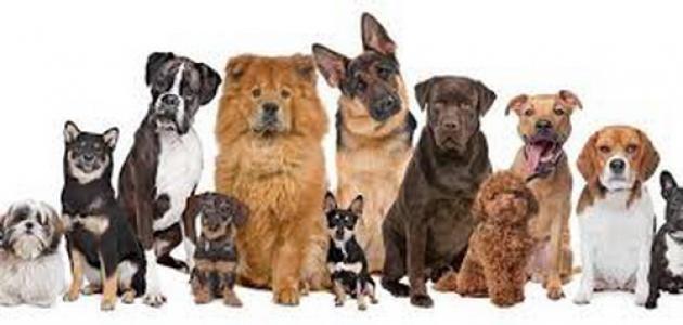 عيشة كلاب وميتة كلاب في جمهورية المواطنين-الكلاب