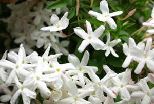 Le jasmin repoussera devant vos portes